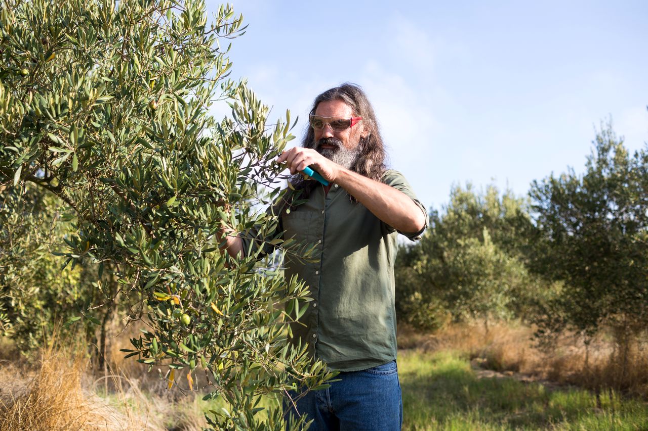 tailler un olivier