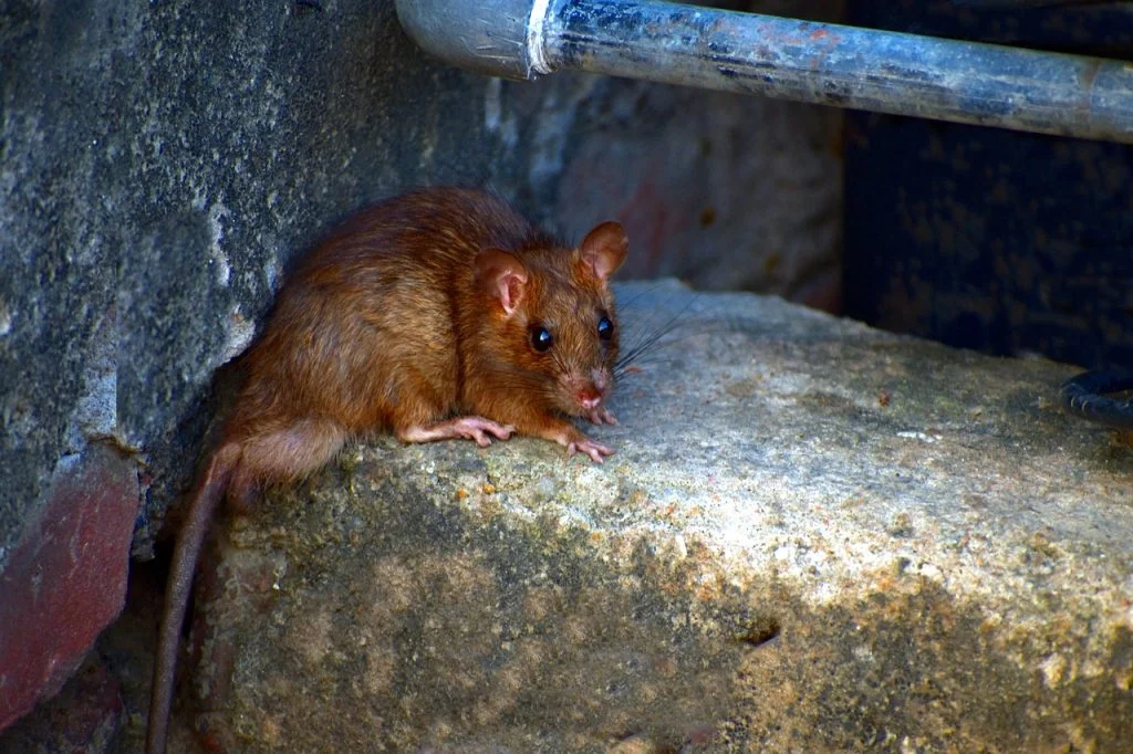 Attraper des souris, mulots, campagnols sans les tuer : Le