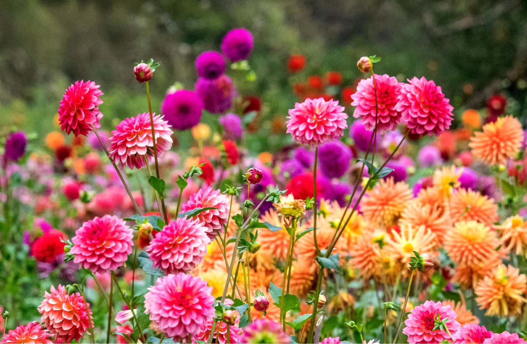 fleur de dahlia