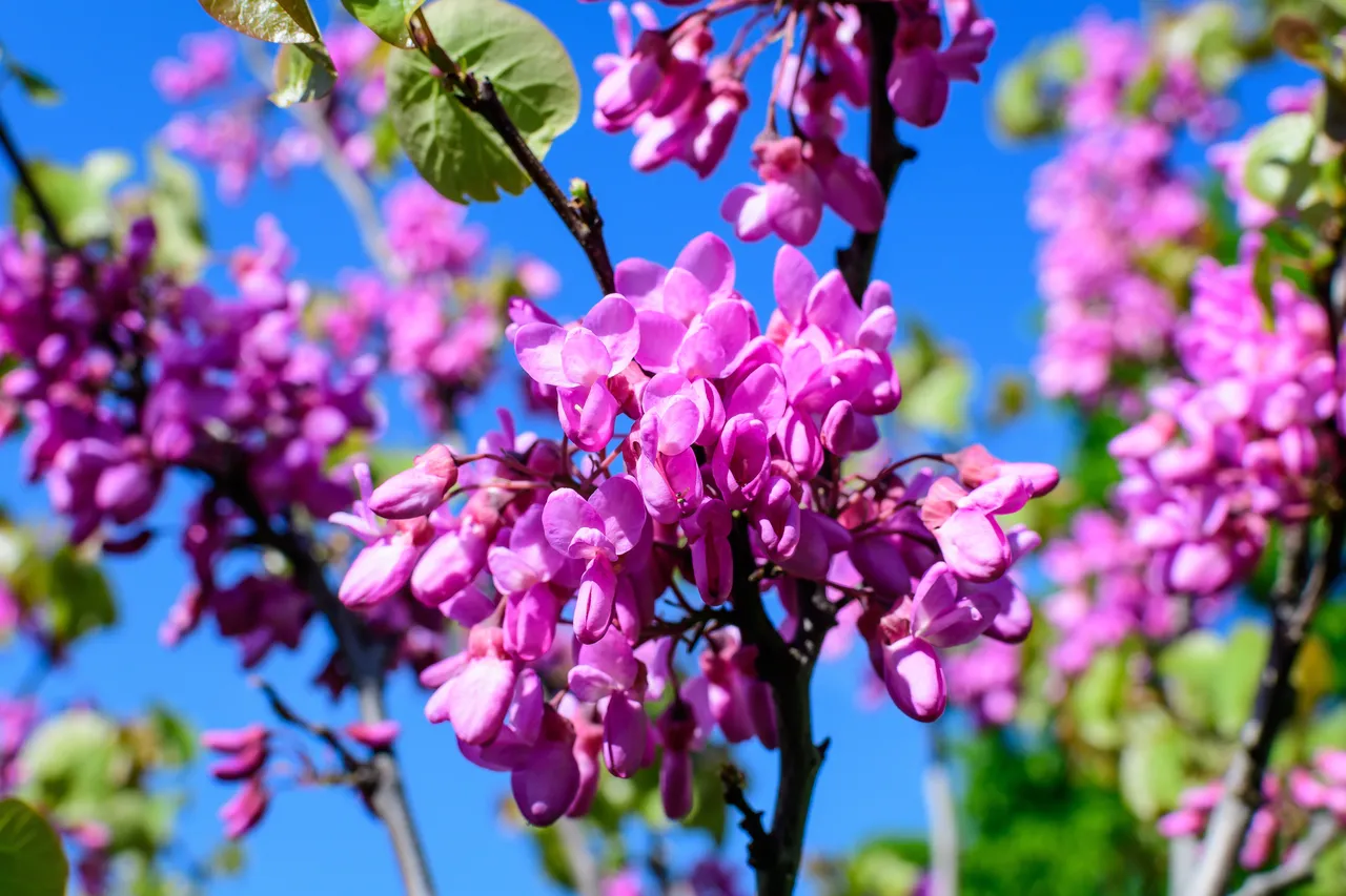 fleurs de l'arbre de judée