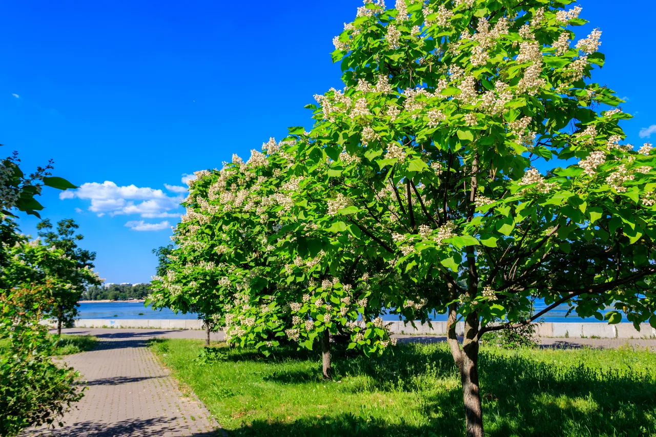 abre catalpa inconvénients