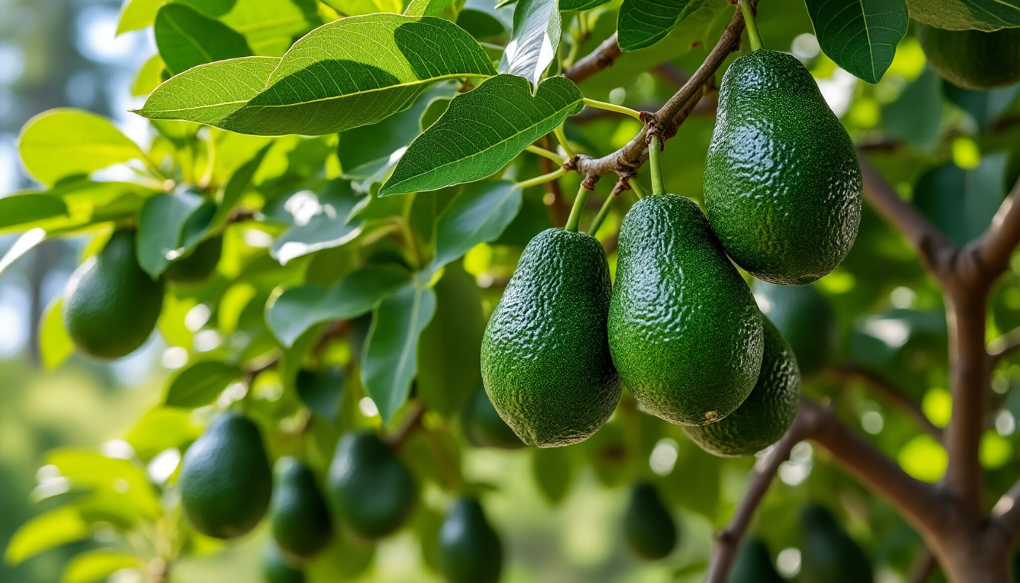 Quand Planter Un Avocat Le Guide Essentiel Pour R ussir Votre Culture quand-planter-un-avocat-le-guide-essentiel-pour-r-ussir-votre-culture