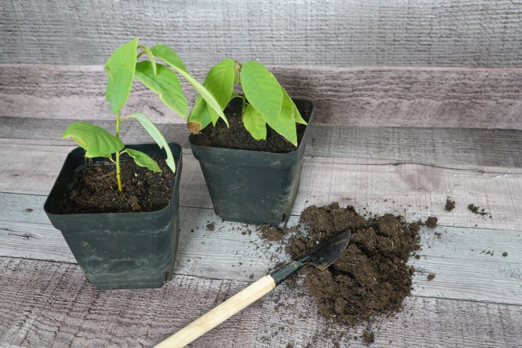 terreau pour plante