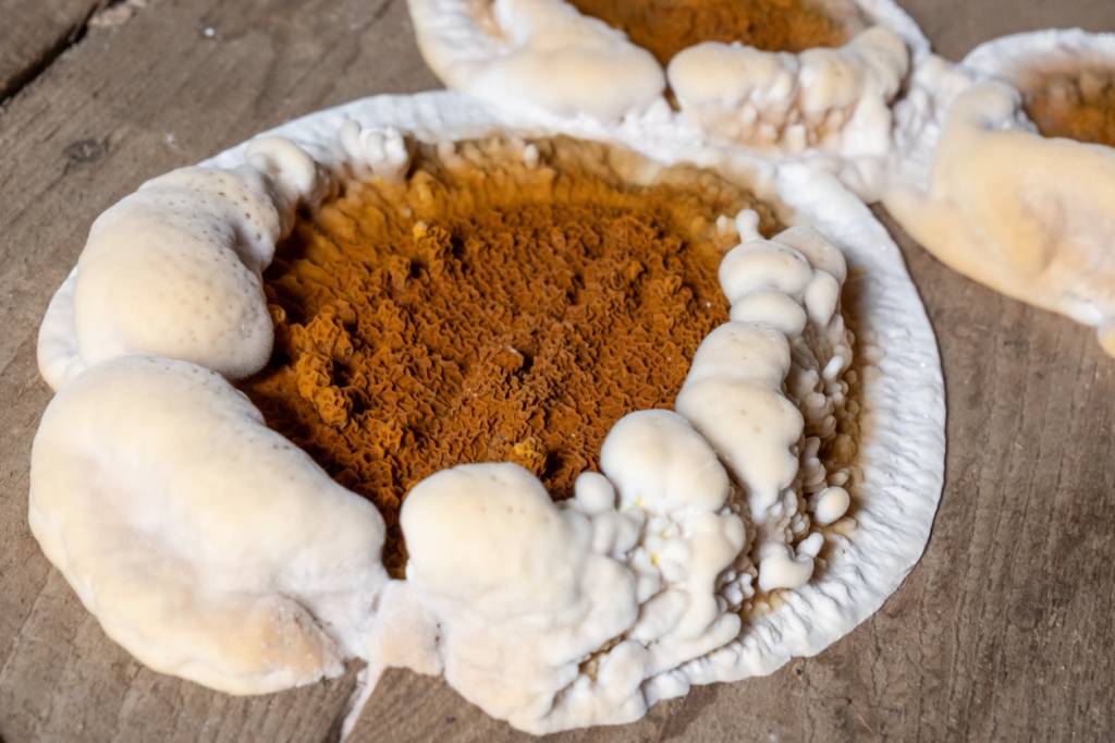 mérule dans la cave