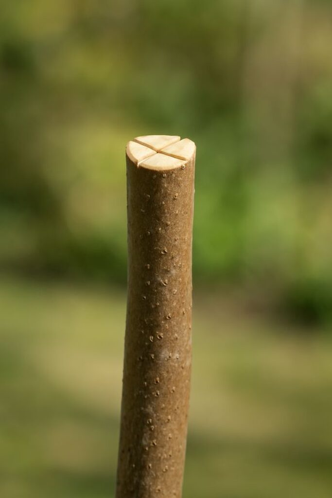Branche de pommier pour greffe en fente croisée