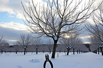 découvrez comment et quand tailler un cognassier en hiver pour favoriser sa croissance et améliorer la récolte. conseils pratiques pour entretenir votre arbre fruitier pendant la saison froide.