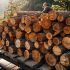 Acheter un camion de grumes de bois en 2024 : Prix actuels et conseils d’experts