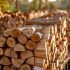 Acheter un camion de grumes de bois en 2024 : Prix actuels et conseils d’experts