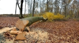 La législation concernant l’arrachage des arbres chez soi