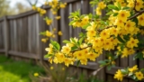Forsythia en fin de floraison : quand et comment le tailler ?