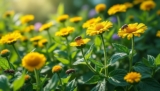 La tanaisie : un insecticide naturel et efficace pour vos jardins