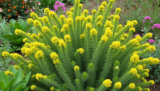 Quand faut-il tailler une euphorbe arbustive (characias) ?