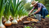 Tout savoir sur la culture de l’oignon : techniques, conseils et astuces