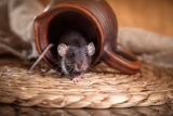 Nuisibles chez soi : faire fuir les rats, souris et autres rongeurs