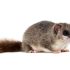 Recette de grand-mère pour tuer les rats