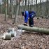 Comment abattre un arbre ?