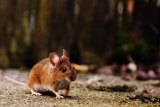 Comment se débarrasser des souris, remèdes de grand-mère ?