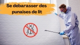 Se débarrasser des punaises de lits selon mesnuisibles