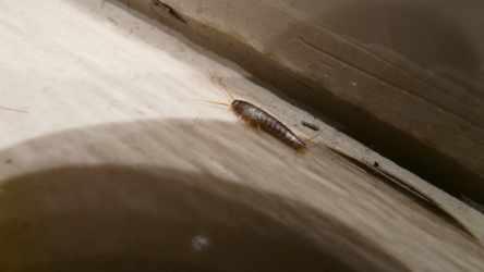 3 méthodes naturelles pour se débarrasser du poisson d’argent