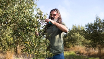Comment tailler un olivier ?