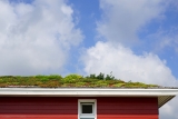 La toiture végétale : principes et avantages
