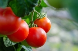 Comment tailler les tomates?