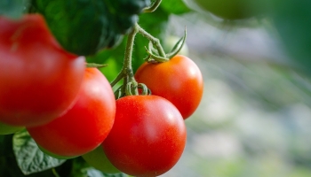 Comment tailler les tomates?